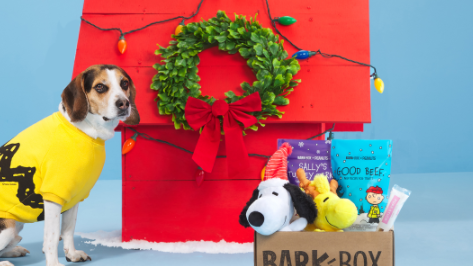 photo of dog in yellow Charlie Brown sweater and barkbox box