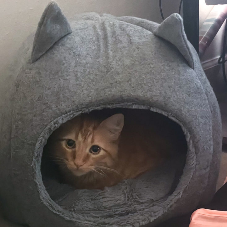 cat in cat shaped cat bed
