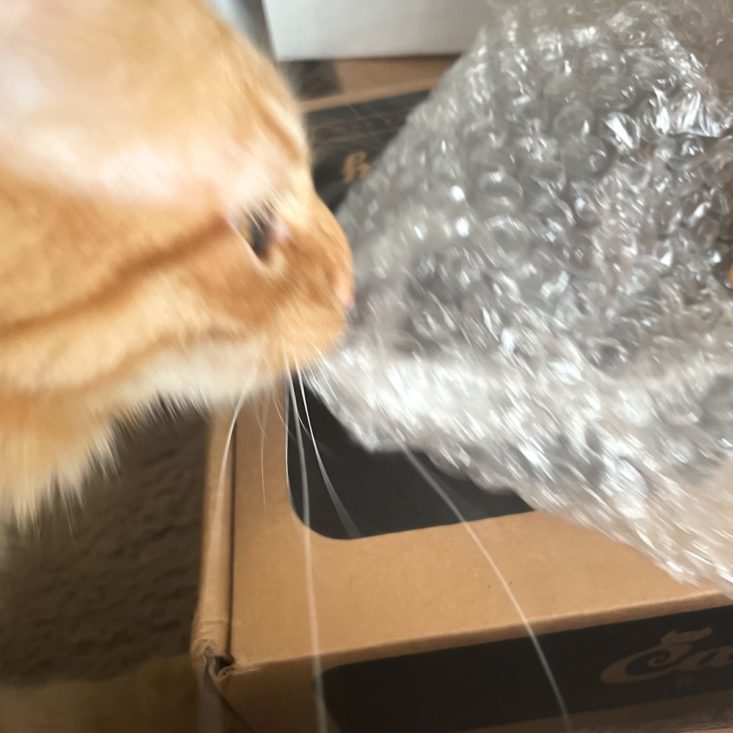 cat with bubble wrap