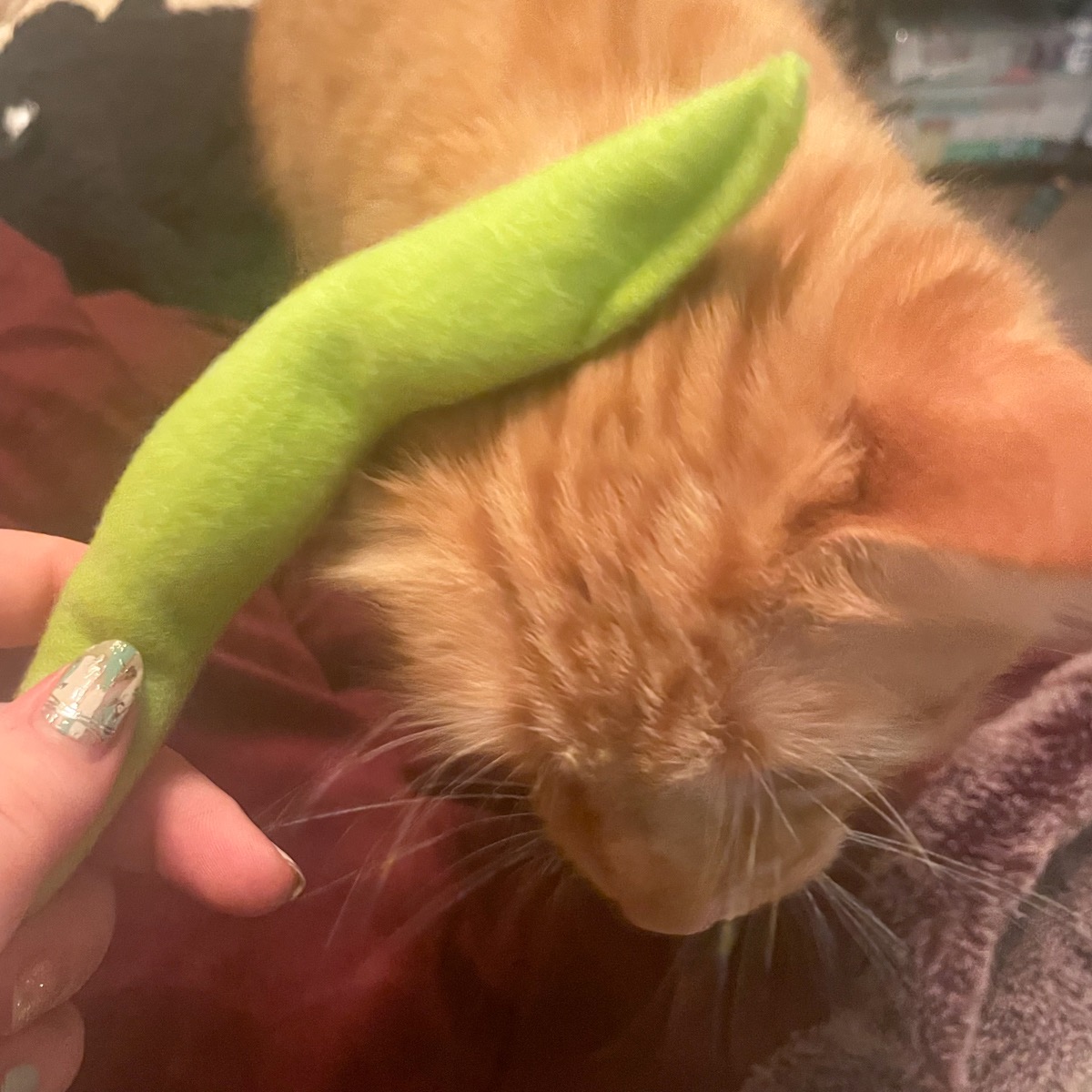 cat rubbing head on green bean to