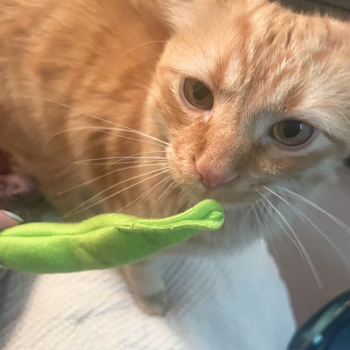 cat sniffing green bean toy