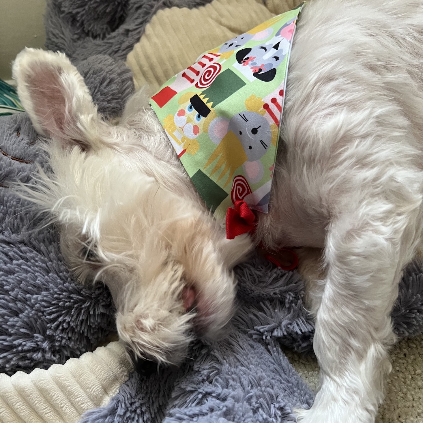 murray sporting his bandanas