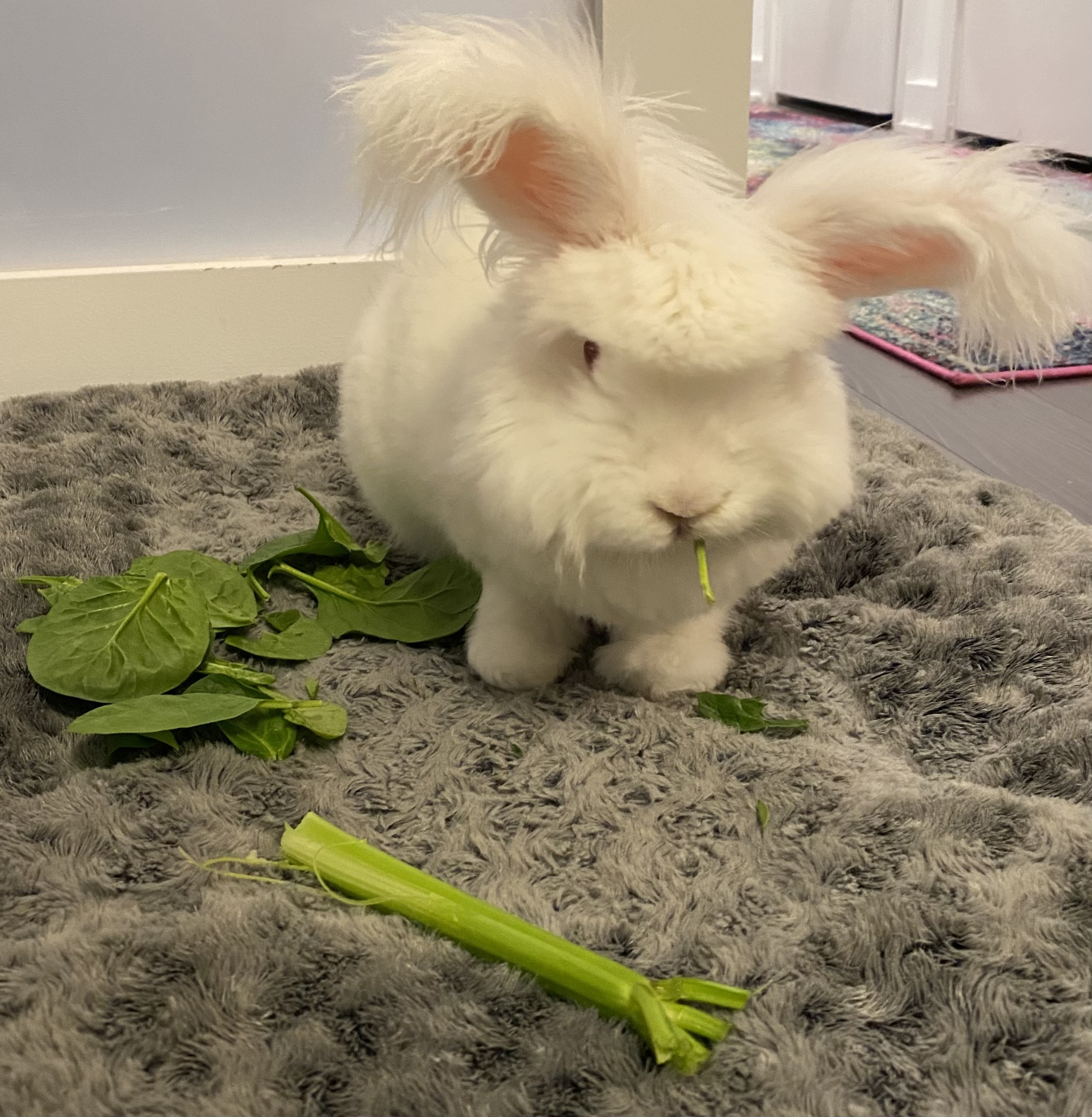 bunny eating 