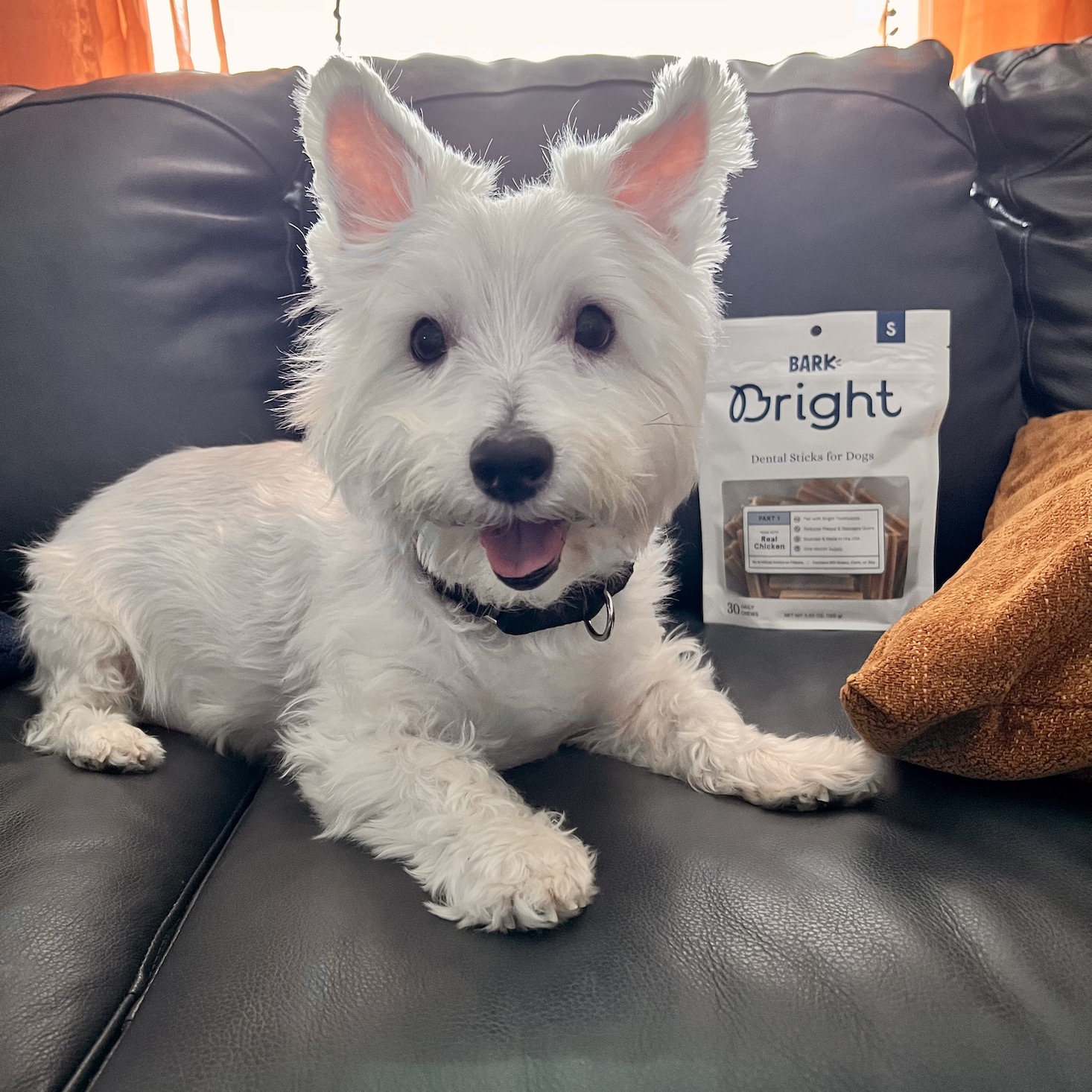 First Impressions: BARK Bright Dental Subscription for Your Pup