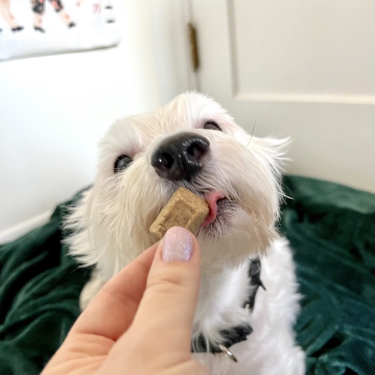 murray licking treat