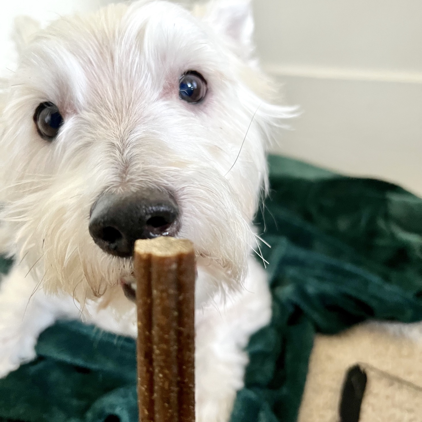 murray eating stick treat ever so gently