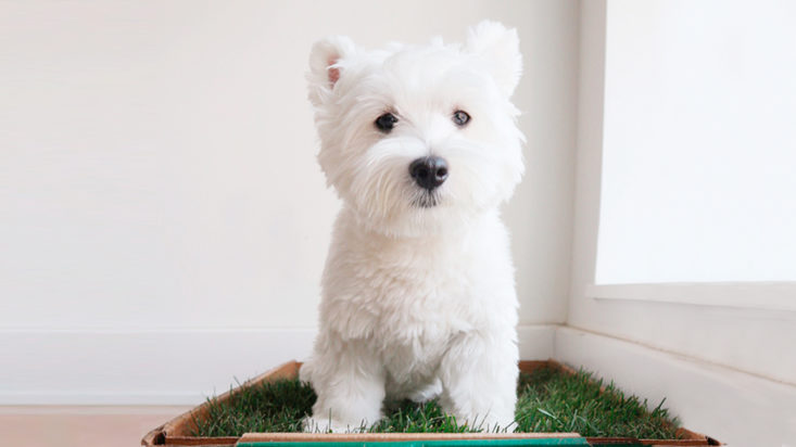 There's A Subscription For That: Dog Potty Grass