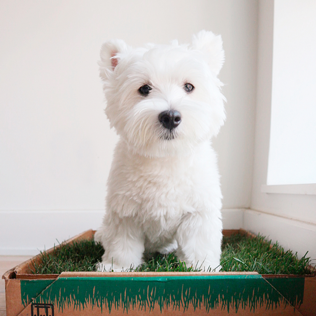 There’s A Subscription For That: Dog Potty Grass