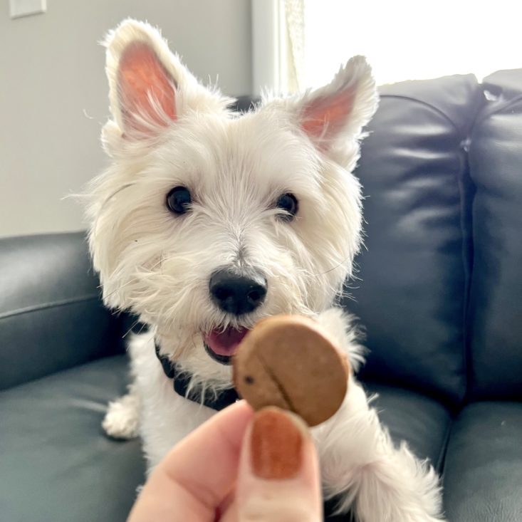 murray eating treat