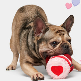 BarkBox Super Chewer Coupon: Double Your Valentine’s Day Box With Multi-Month Subscriptions