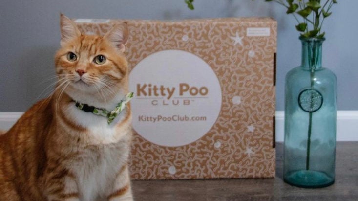 Kitty poo club clearance litter