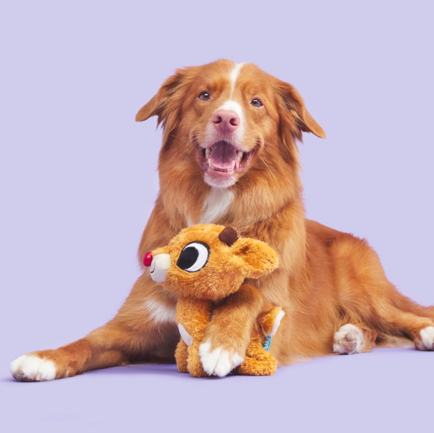 Last Call: Video Reviewers Wanted for BarkBox