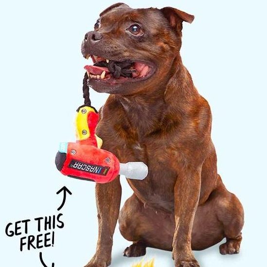 BarkBox Deal: FREE Yeti Dog Bowl With First Box of Toys and Treats