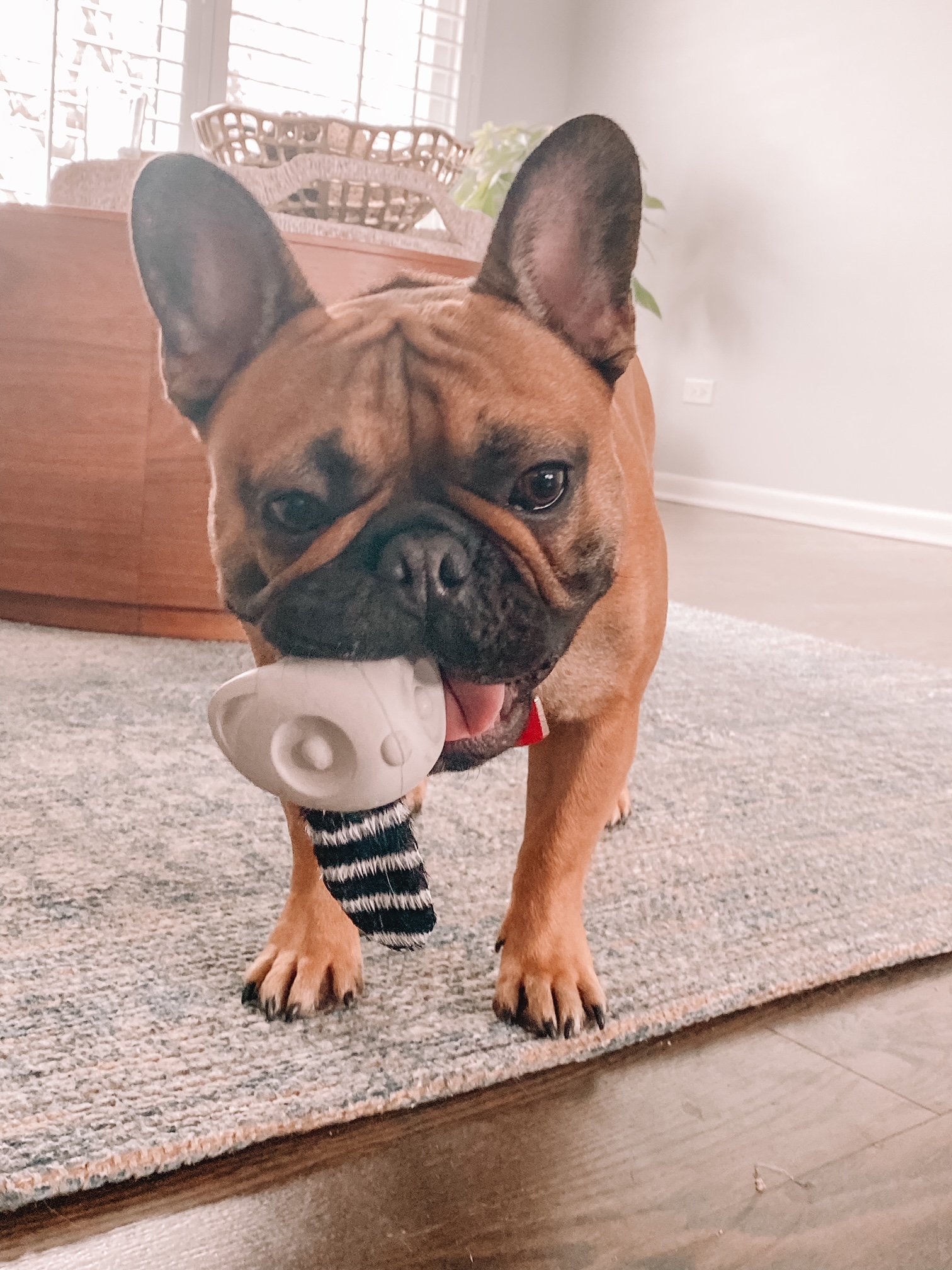Hank The Bulldog Is Loving Super Chewer. Here’s Why.