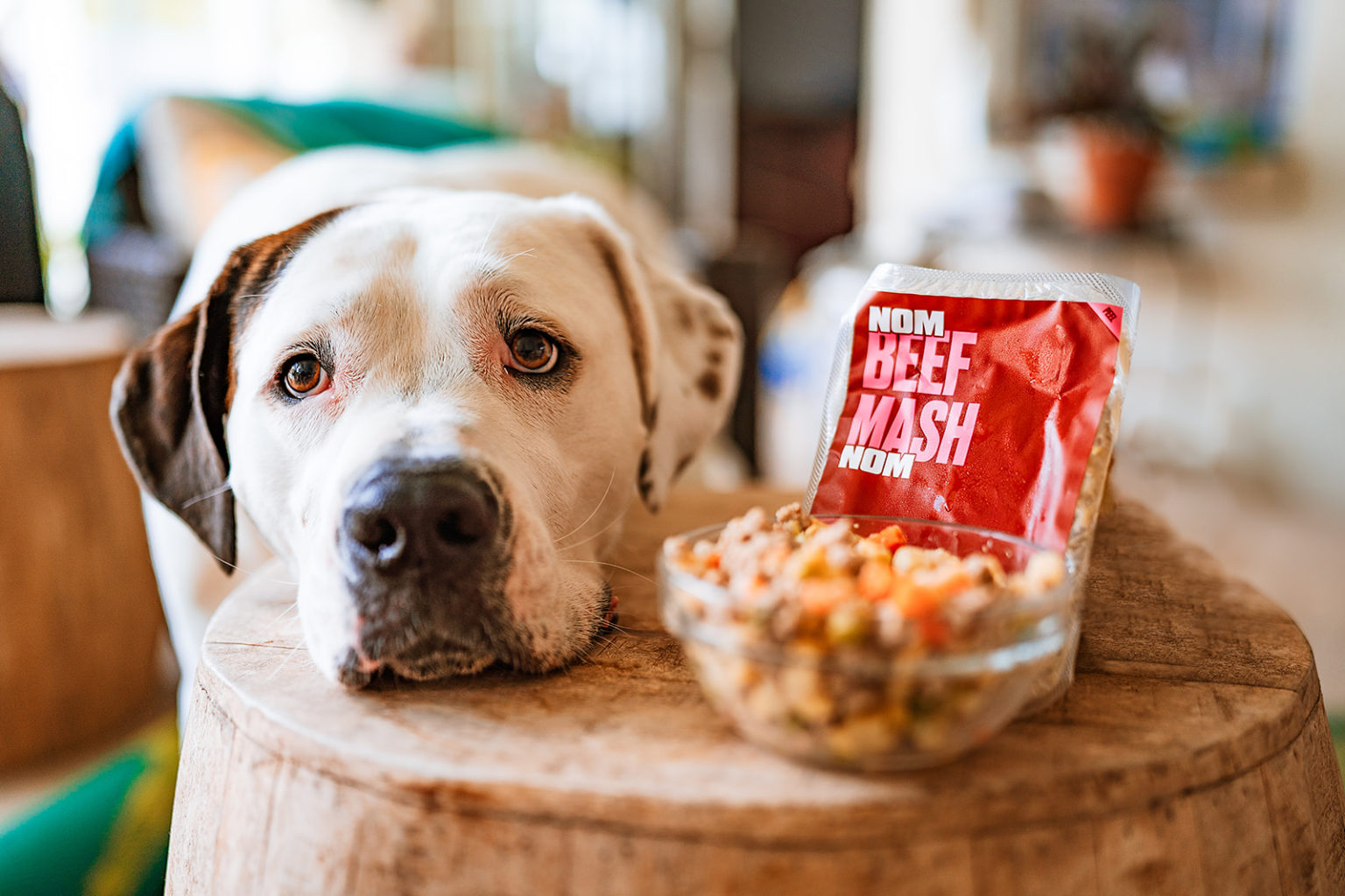 My Dog Tried Nom Nom and Farmer’s Dog Find Out Which One Won Their