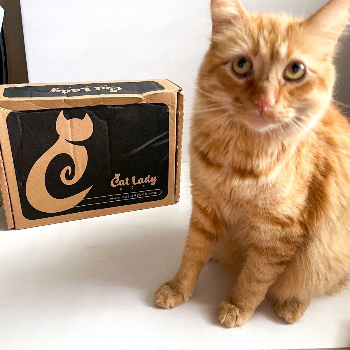 Cat Lady Box Subscription June 2022 Review