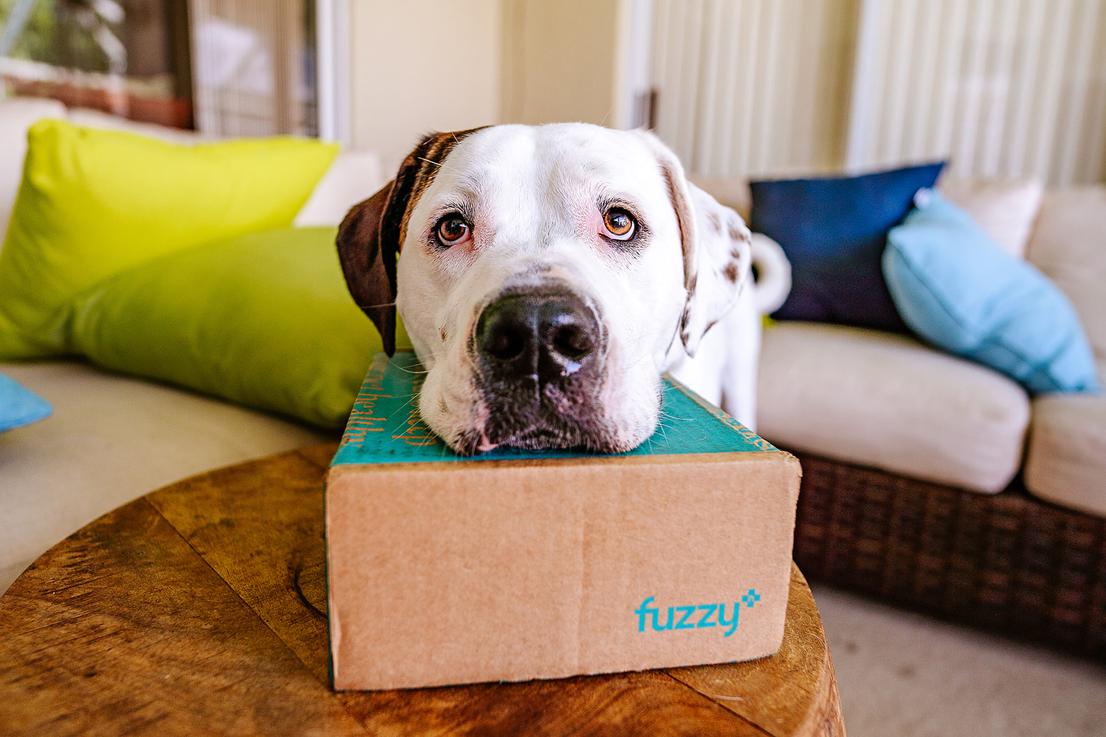 This Personalized Pet Care Service Made Me a Better Pet Parent