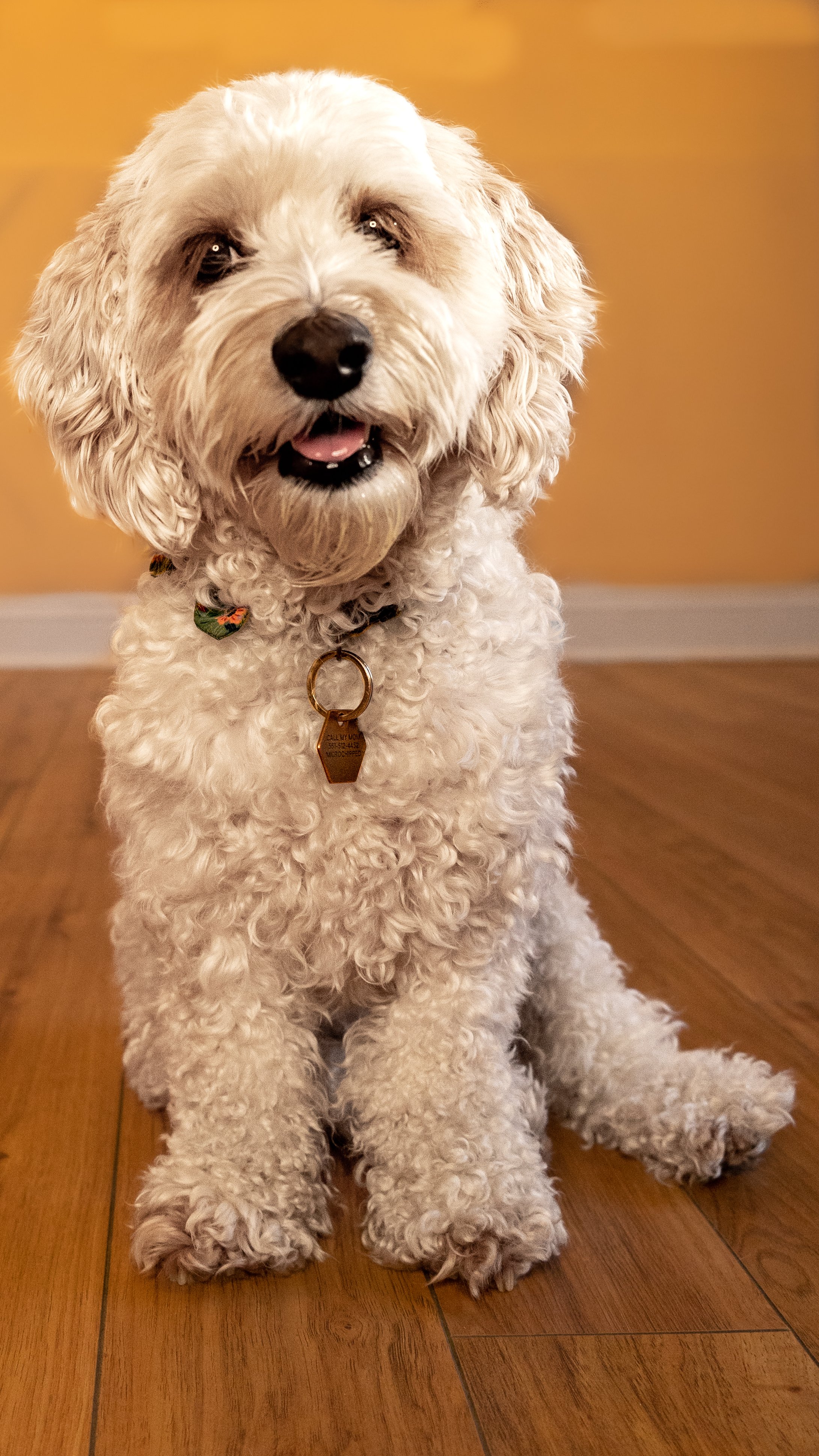 Farmer’s Dog vs. Ollie vs. Nom Nom: My Dog Tried All 3, and Here’s Her Favorite