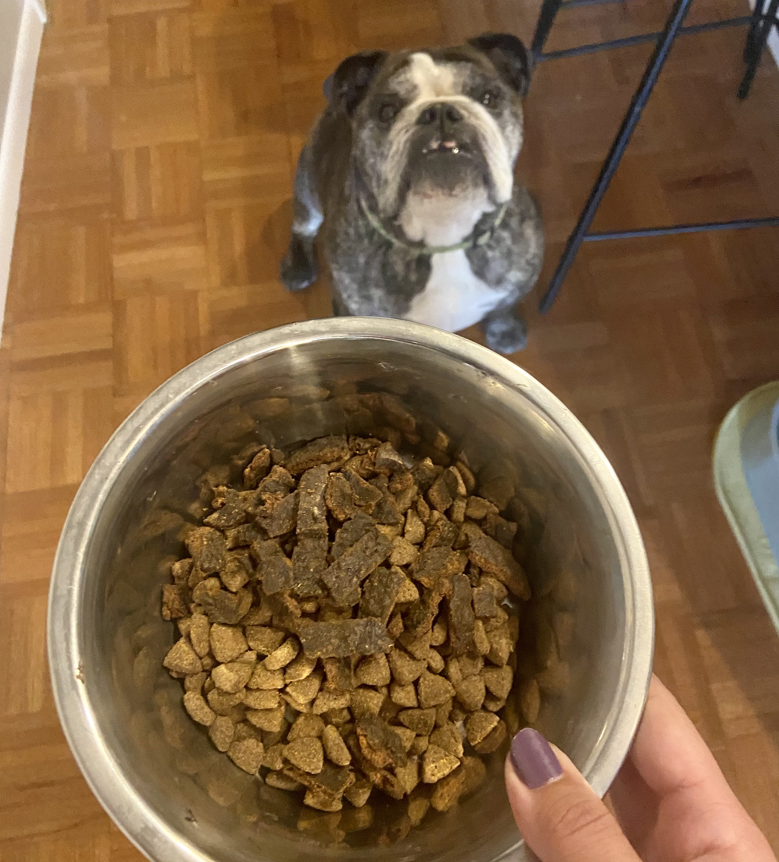 Sundays vs. Ollie Which Dog Food Brand Is Paws Down The Best