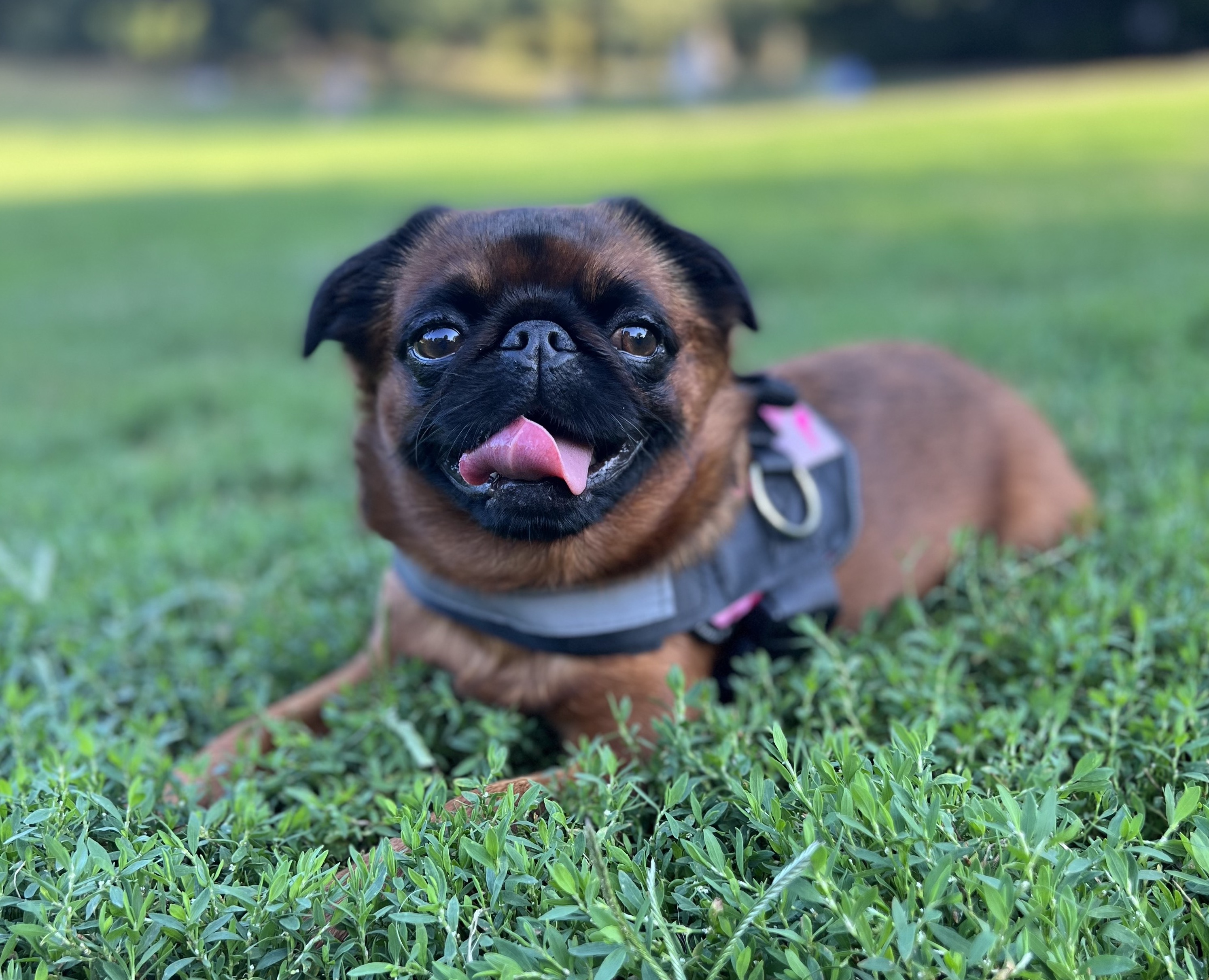 This Is The Harness My Dog Trainer Recommends My Subscription Addiction