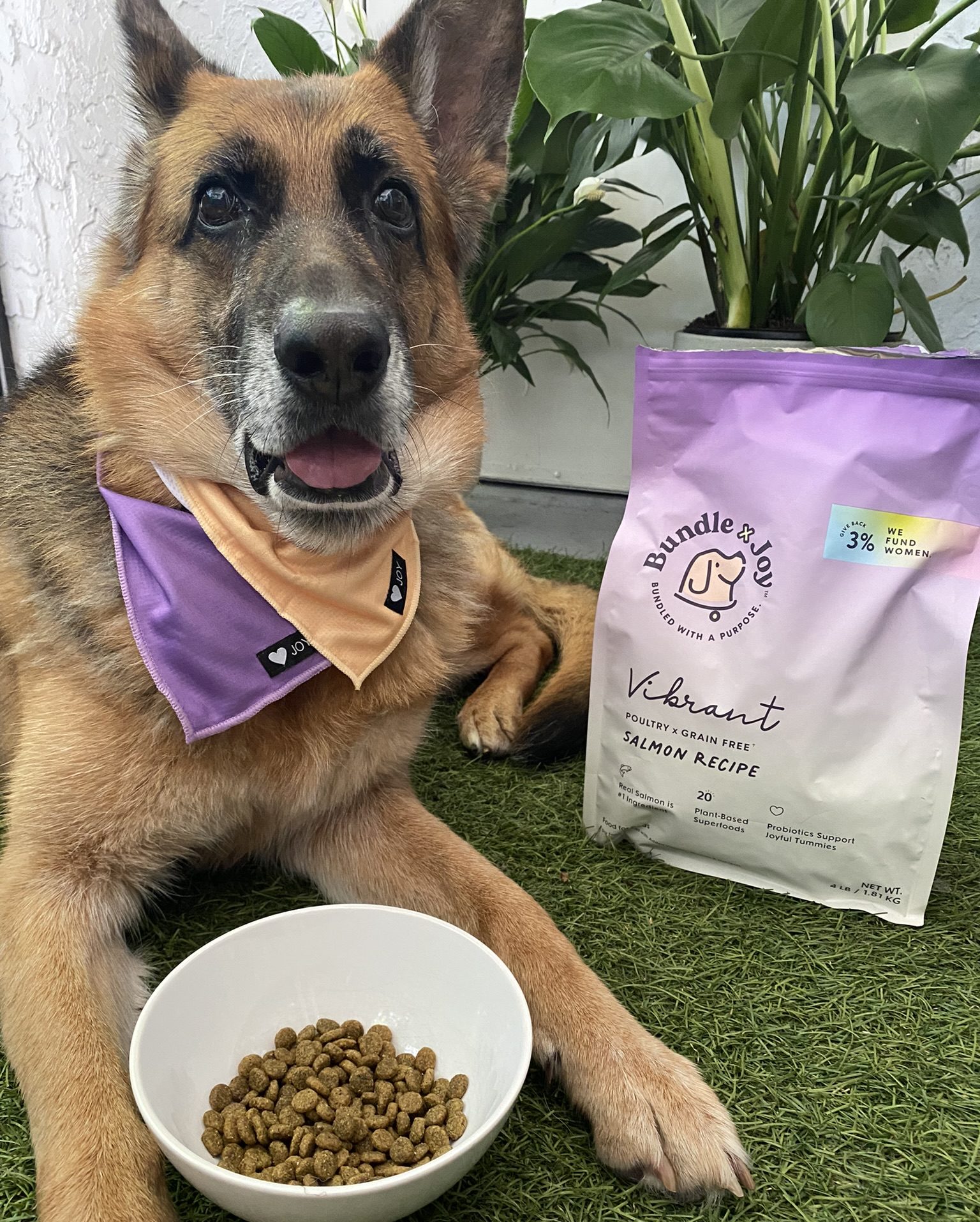Need the 411 on the Dog Superfoods & Supplement Brand? We’ve got you covered.