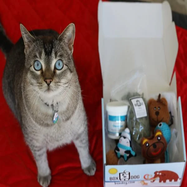 BoxCat Holiday 2022 Deal: Get $1 Cat Treats and Toys with the purchase of any BoxCat box