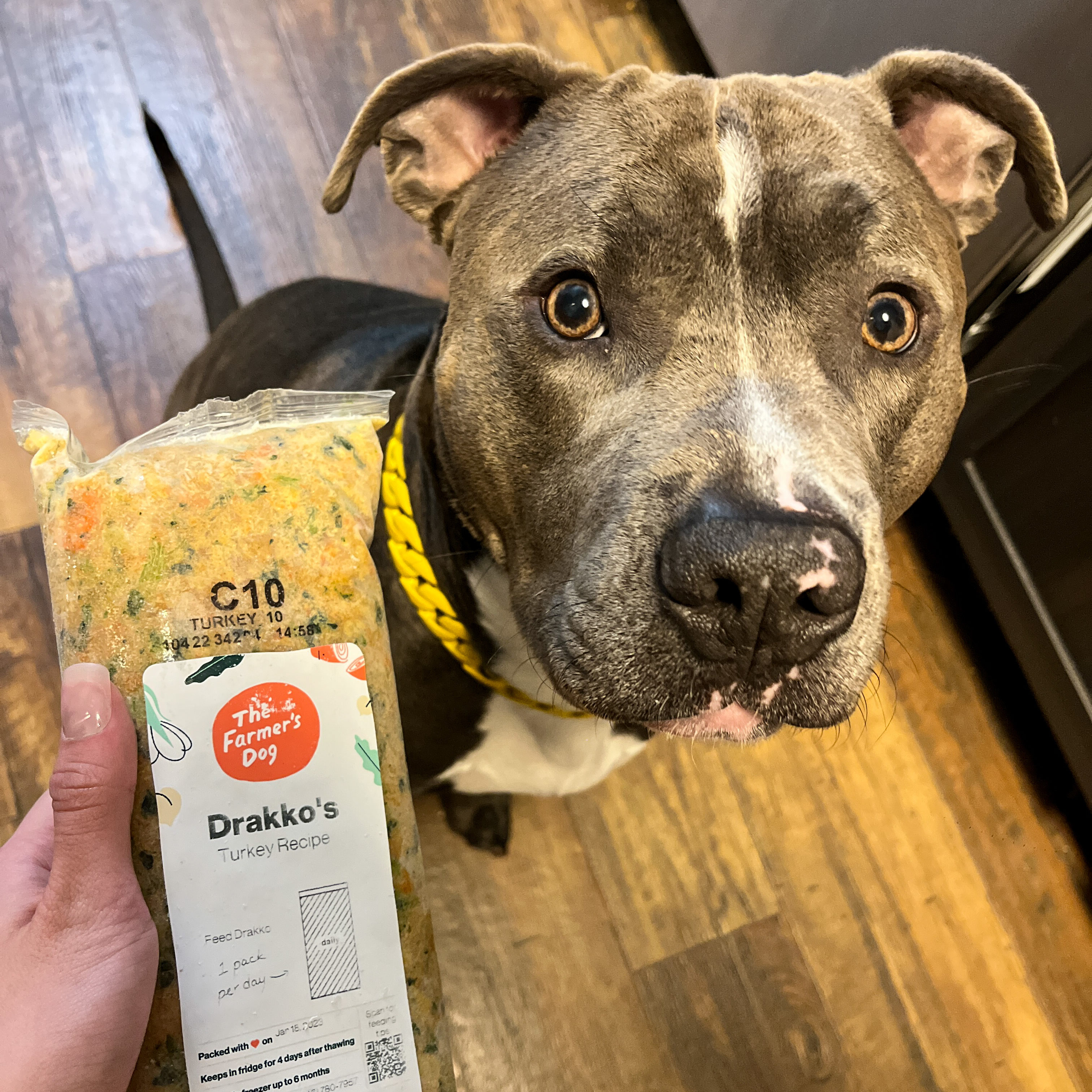 I Went Through A LOT of Different Pet Food Brands For My Dog – Here’s Why This One Stuck