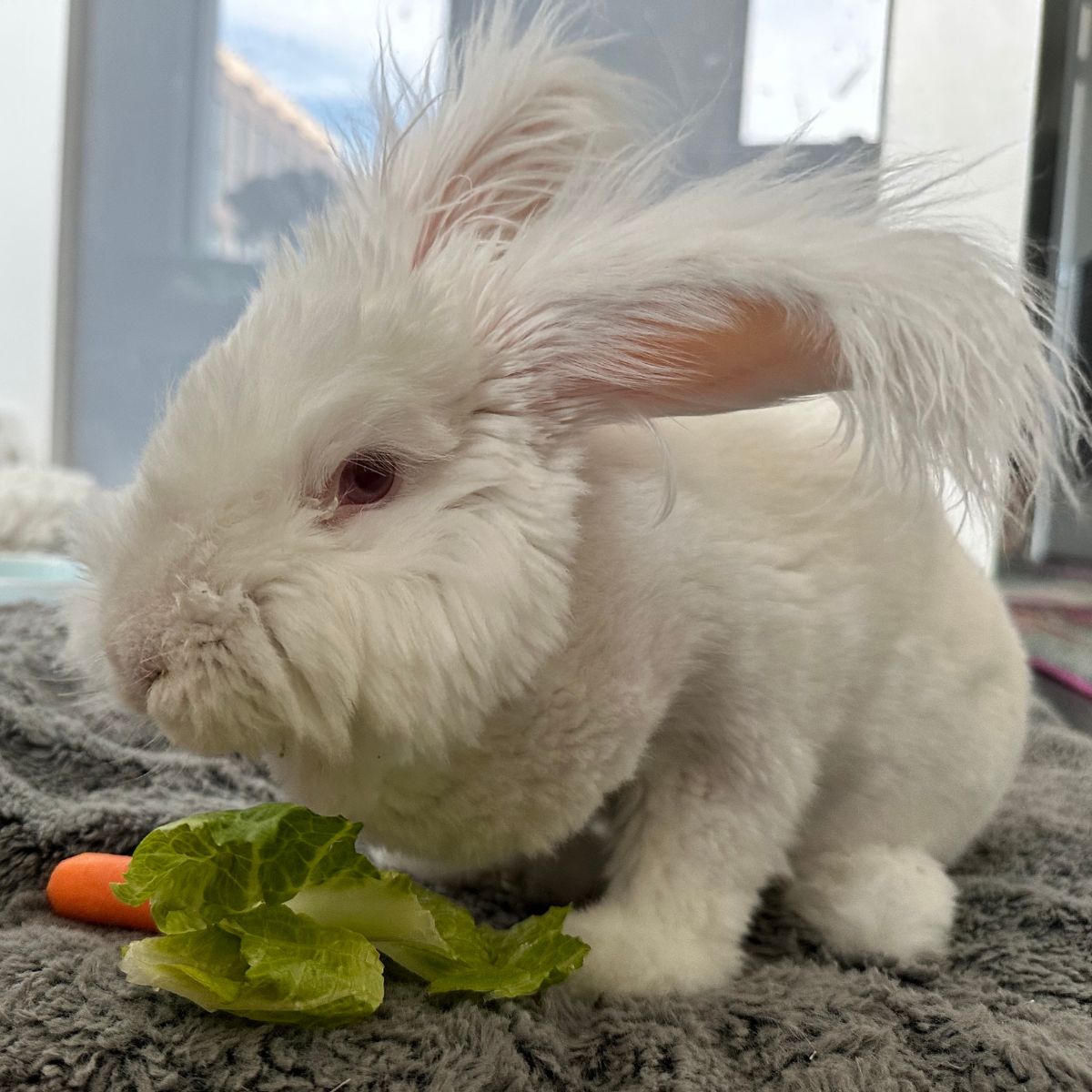 How HelloFresh Helps Me Bond With My Bunny