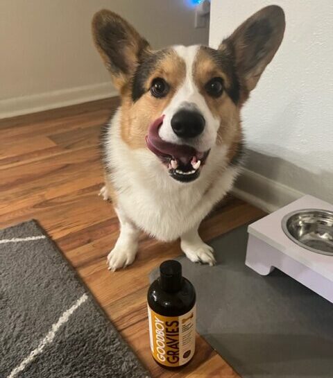 My Picky Dog Refused to Eat Until I Found This Nutrient-Rich Kibble Sauce on TikTok