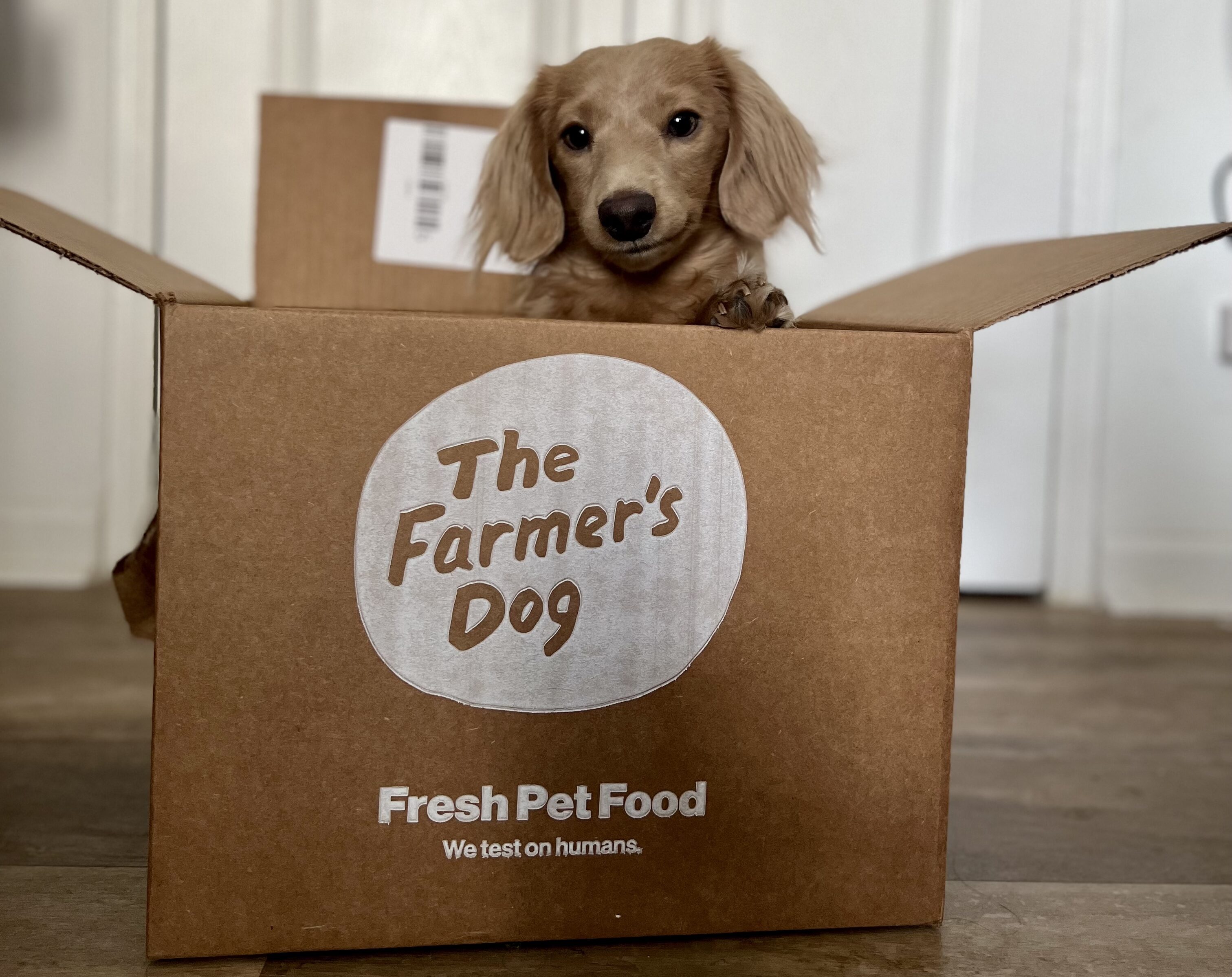 5 Things I Wish I Knew About My Dog’s Food & Why I Made the Switch