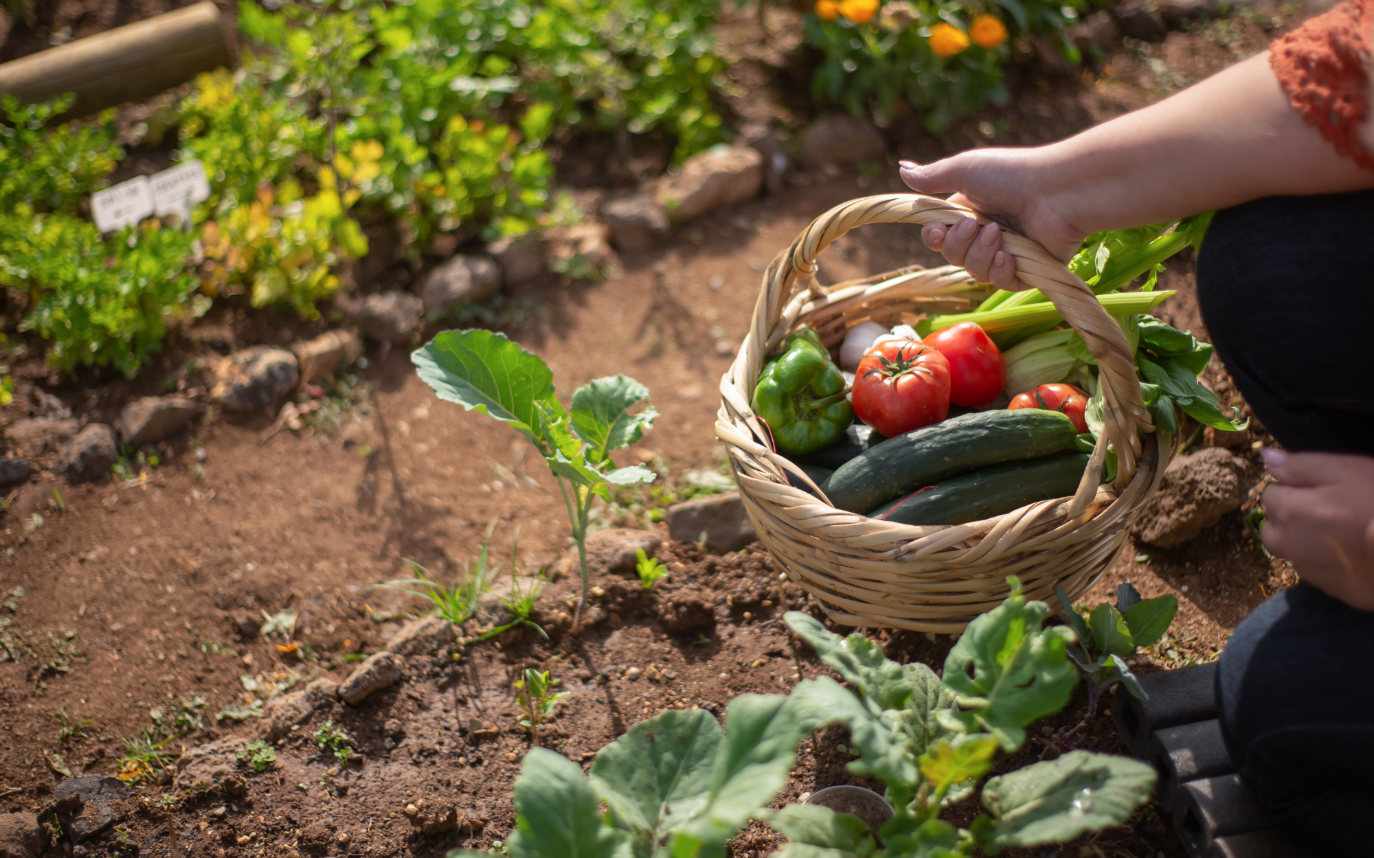 I Thought Food Composting Would Be Too Much of a Hassle – Here’s What Happened When I Actually Tried It