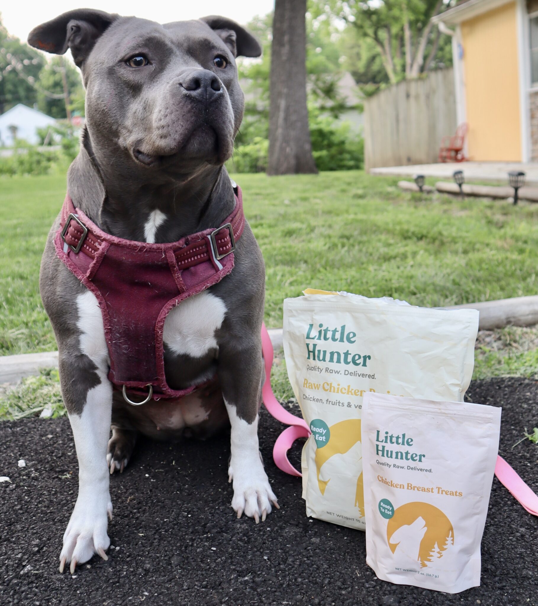 Little Hunter vs. Ollie Is Raw or FreshCooked Food Best for Your Pup