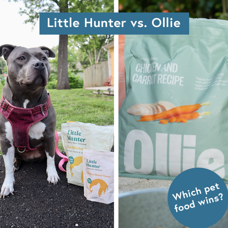 Little Hunter vs. Ollie Is Raw or FreshCooked Food Best for Your Pup