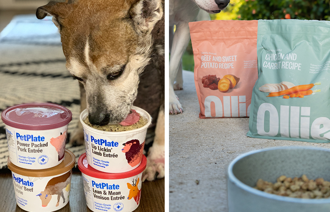 PetPlate vs. Ollie: This is The Only Pet Food Subscription You Need