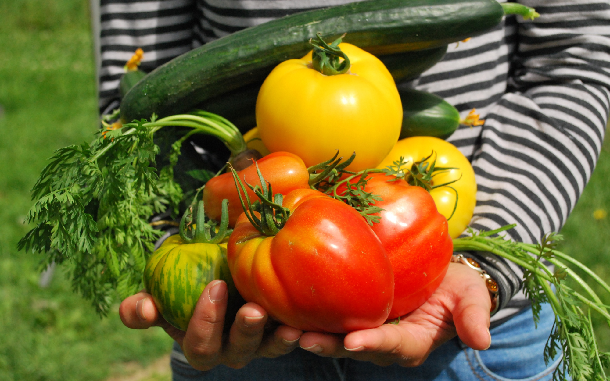 The Best Composters For Home Gardeners Ranked