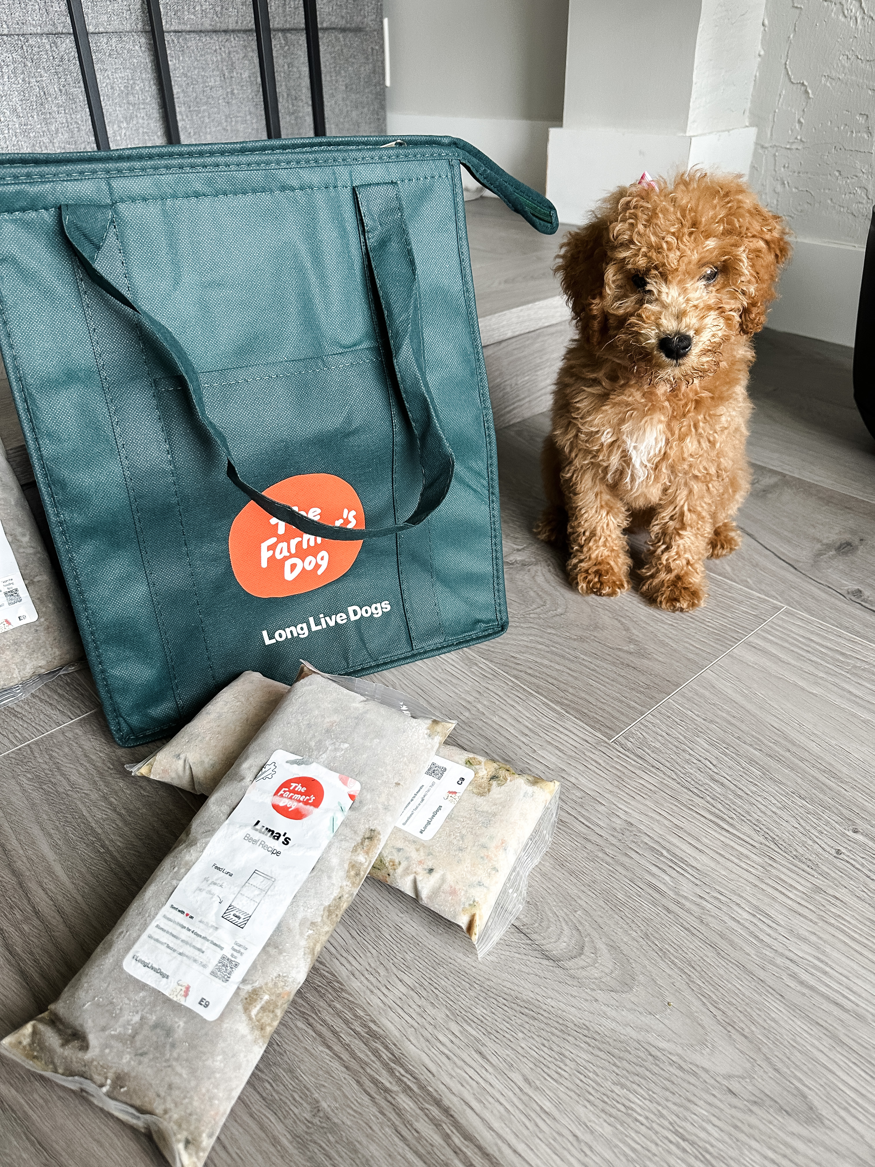 New Puppy Alert: Here’s What To Know When Choosing Your Pup’s Food
