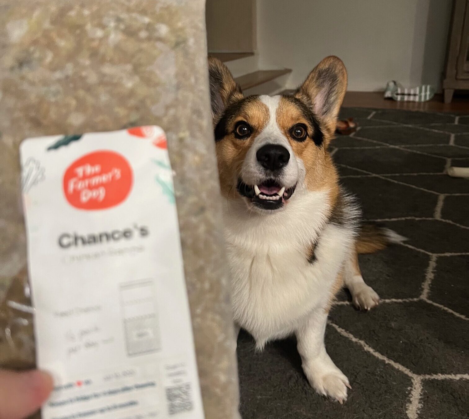 I Switched My Pup to The Farmer’s Dog to Help With His Weight – Here’s What Else I Found Out