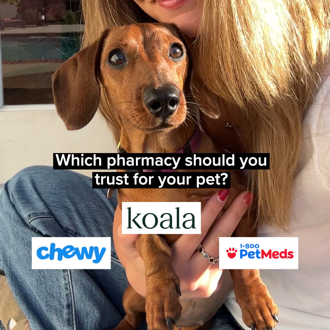 Koala Health vs. Chewy vs. PetMeds: Which Pet Medicine Brand Do I Trust?