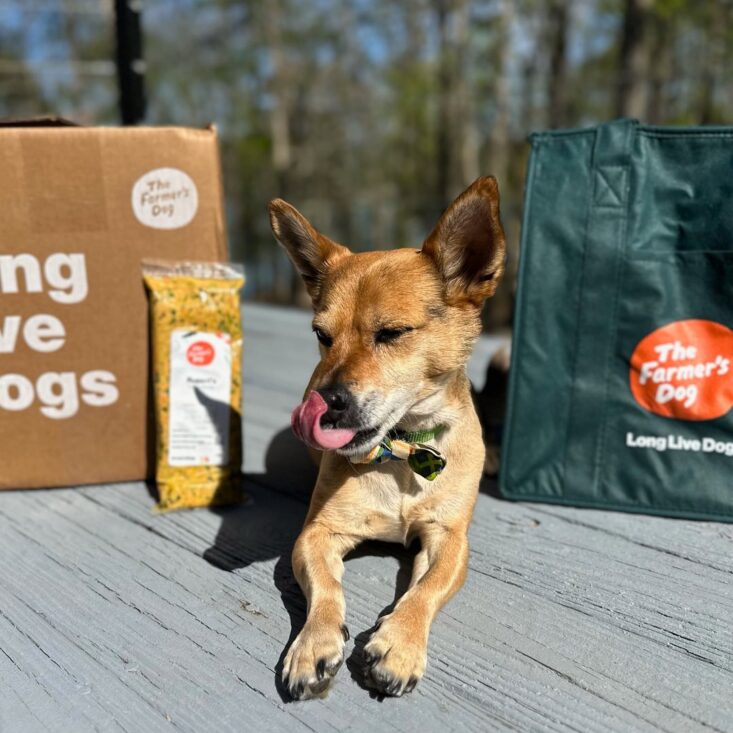 The Best Pet Subscription Boxes for 2024