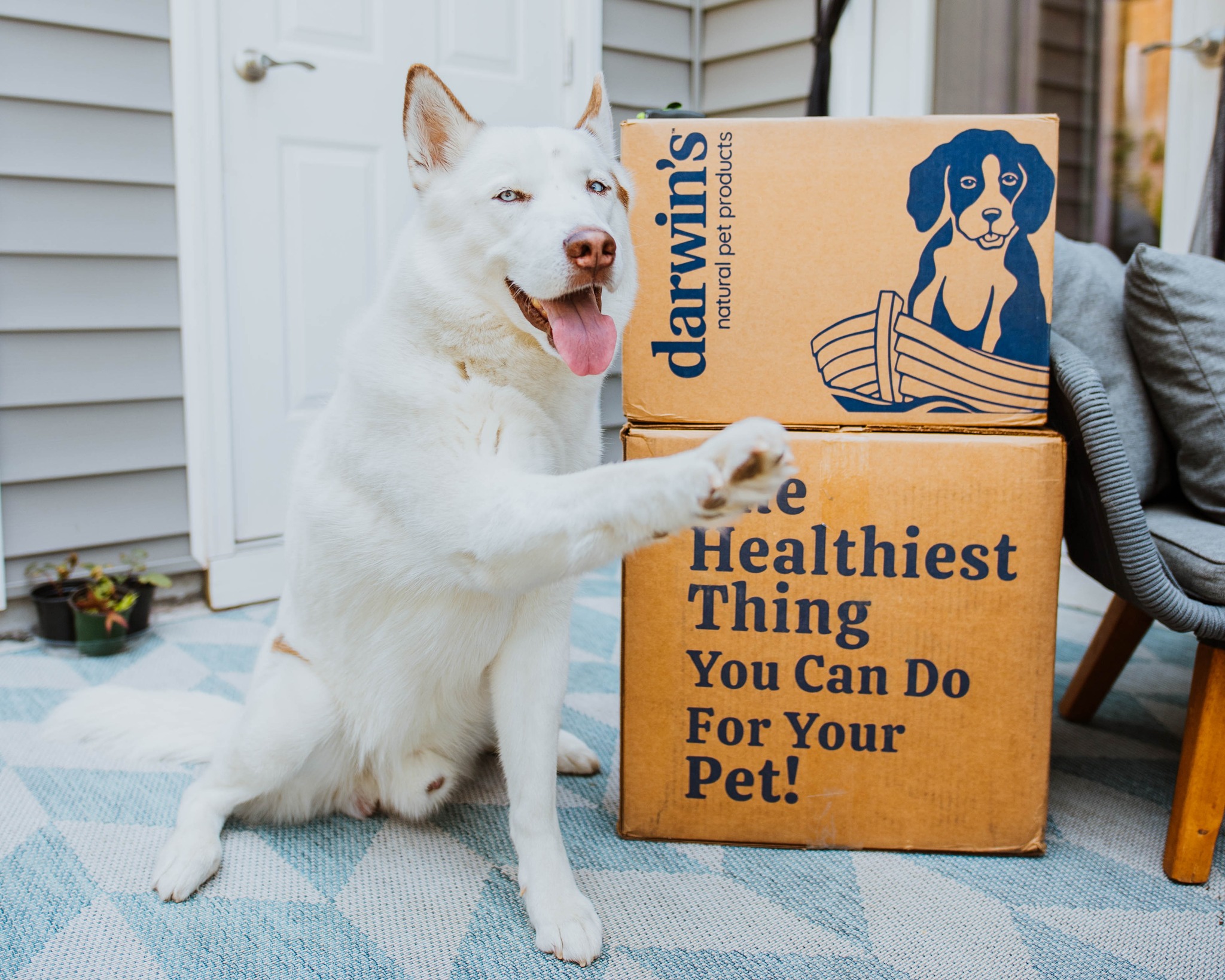 The 14 Best Dog Food Subscription Boxes of 2024