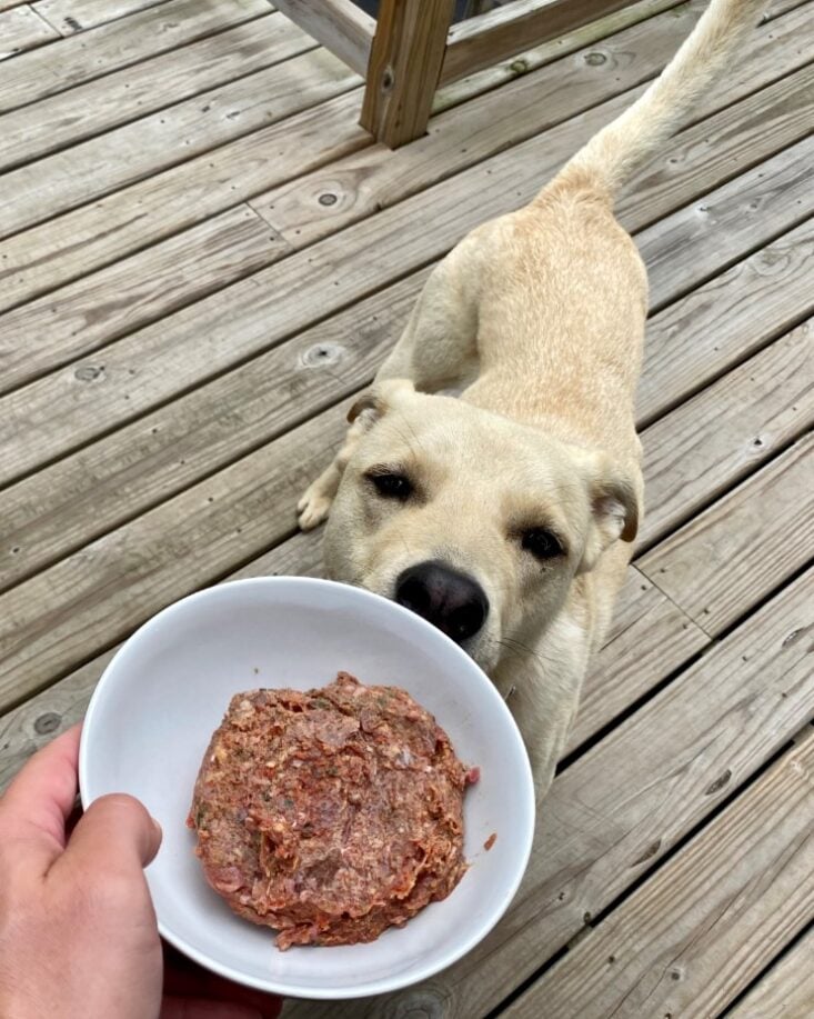 The 14 Best Dog Food Subscription Boxes of 2024