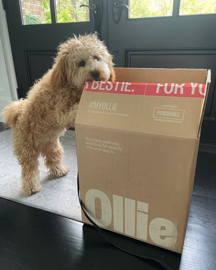 Dog food on sale subscription box