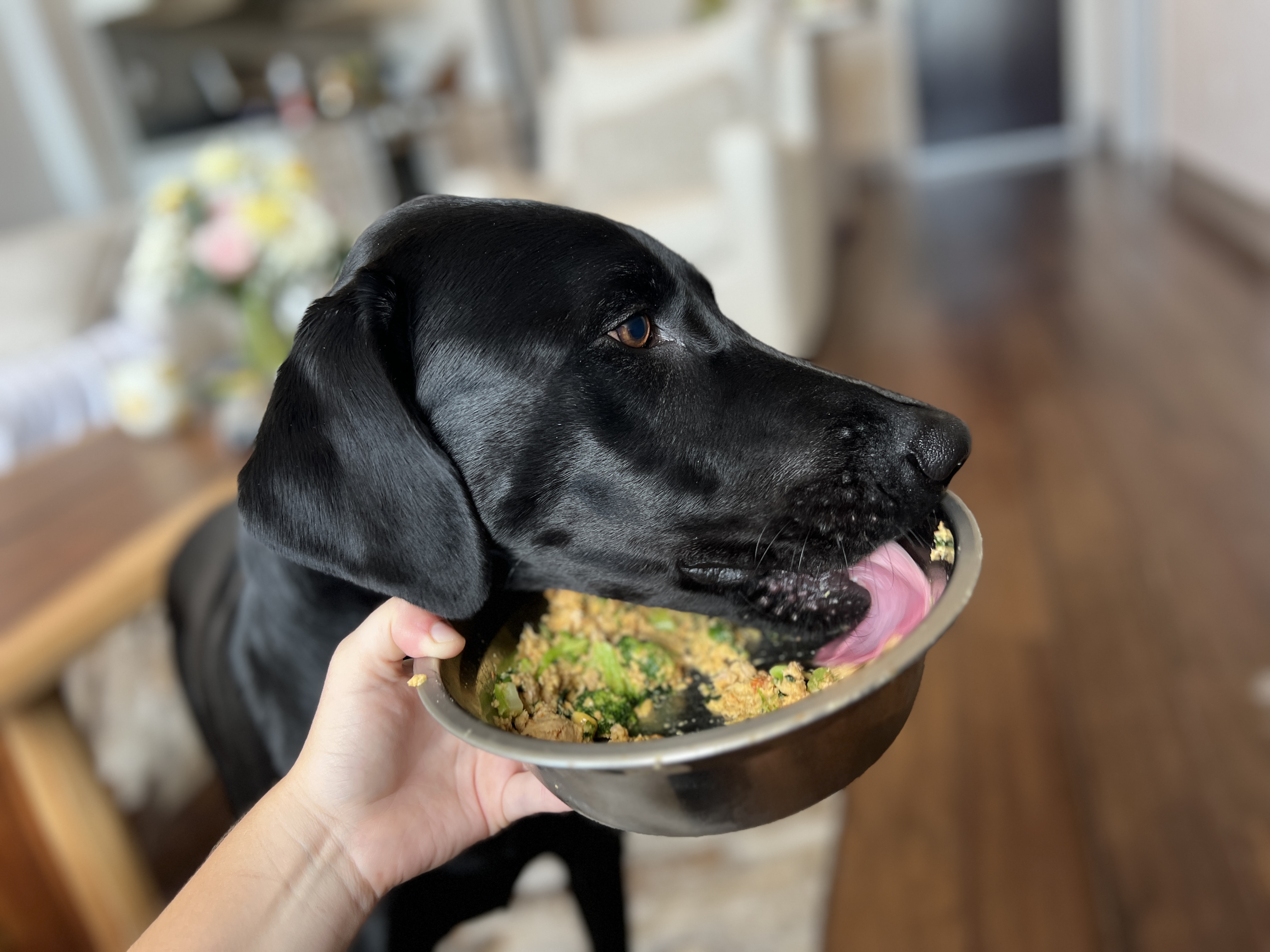 Dog food 2025 for black labs