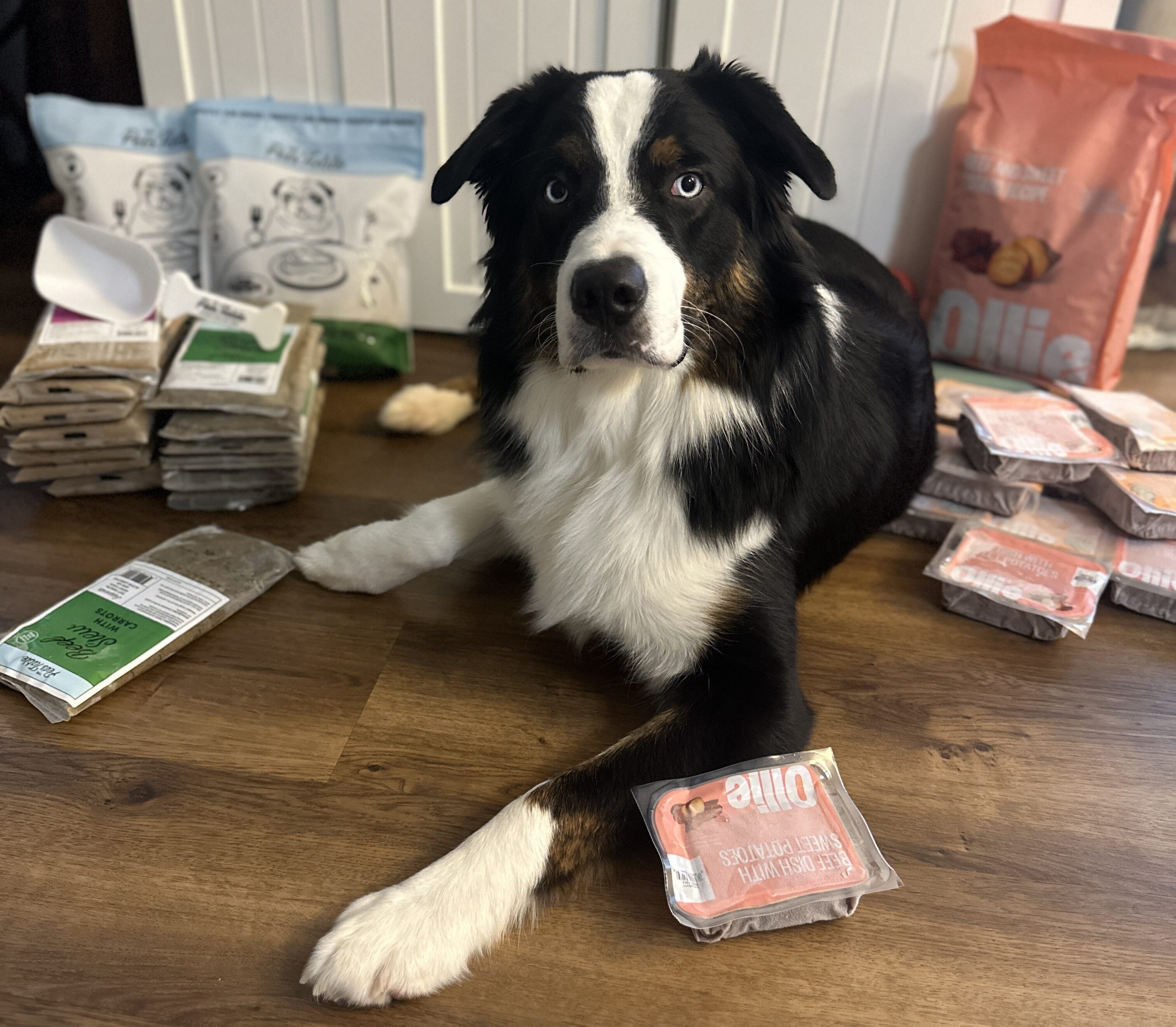 Ollie vs. HelloFresh s The Pets Table Which Dog Food Won My Pup s