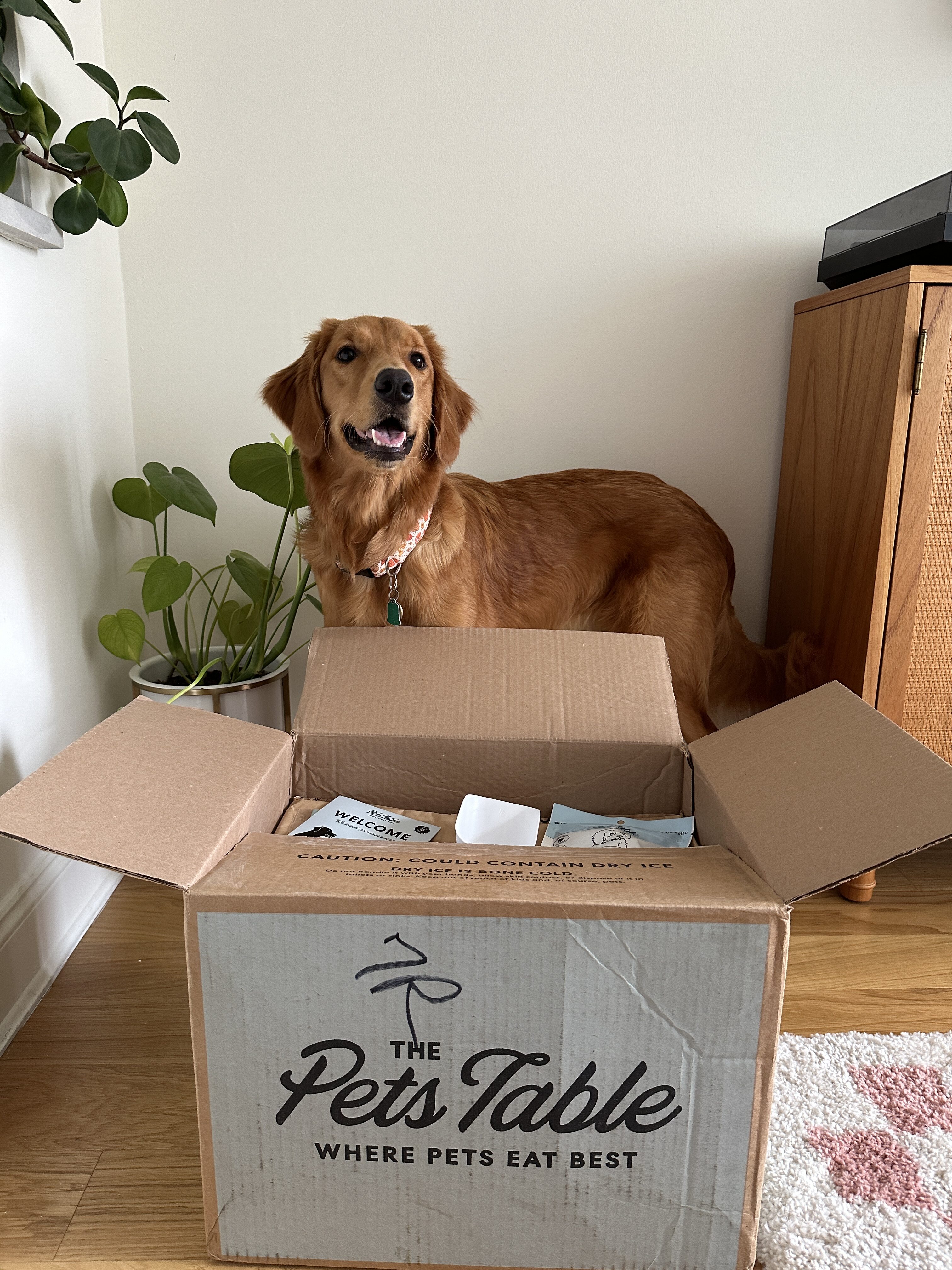 The Pets Table Just Dropped Their Black Friday Deal—Shop It Before It’s Gone!