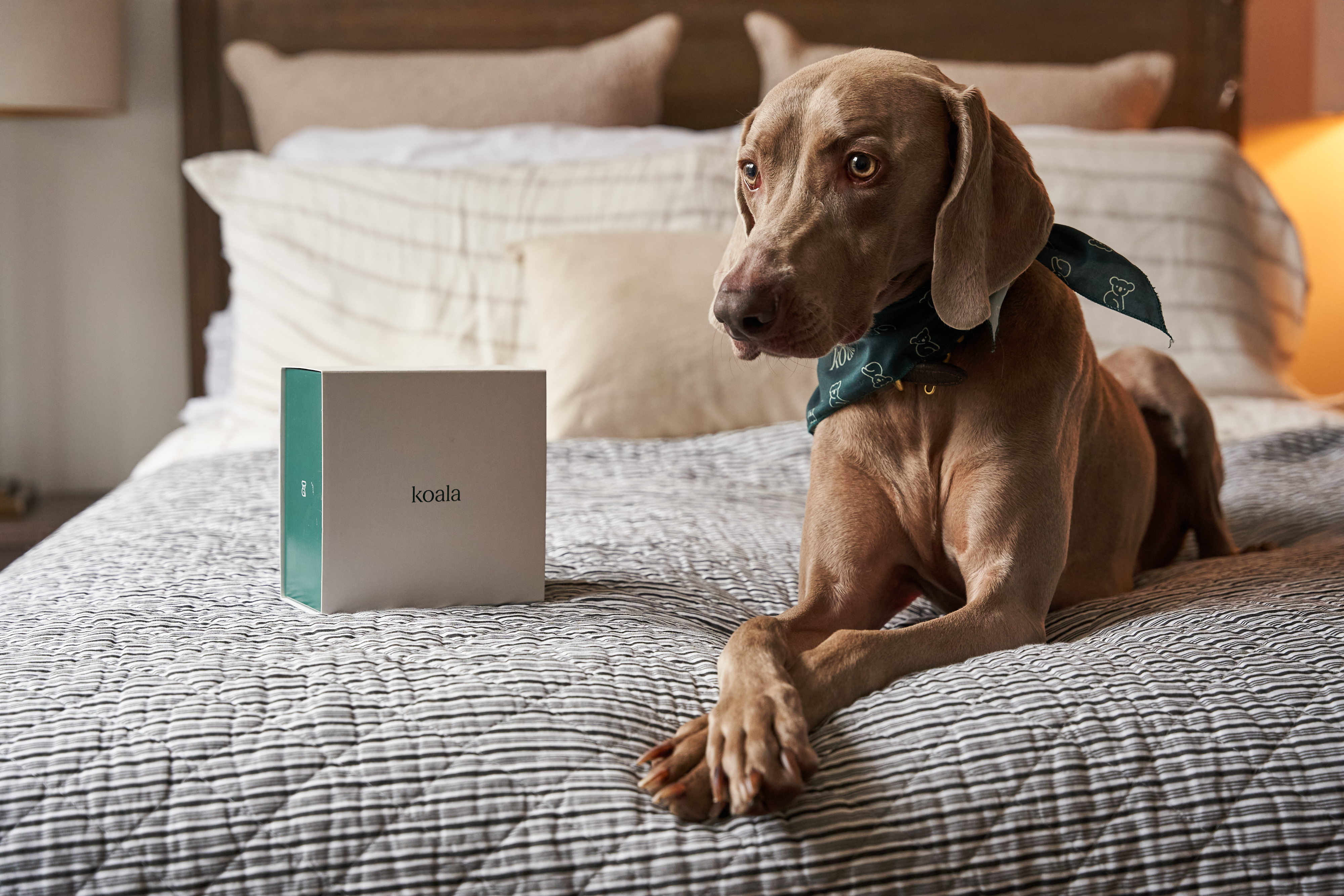 Save Big on Your Pets’ Medications With This Deal at Koala Health