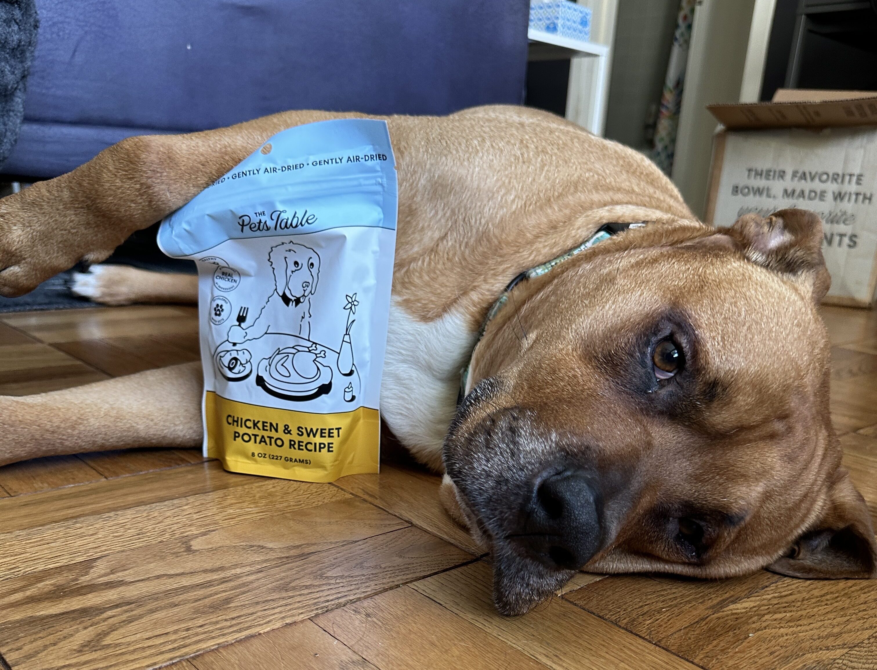 Ollie vs. HelloFresh’s The Pets Table: Which Dog Food Brand Won My Pup’s Heart?