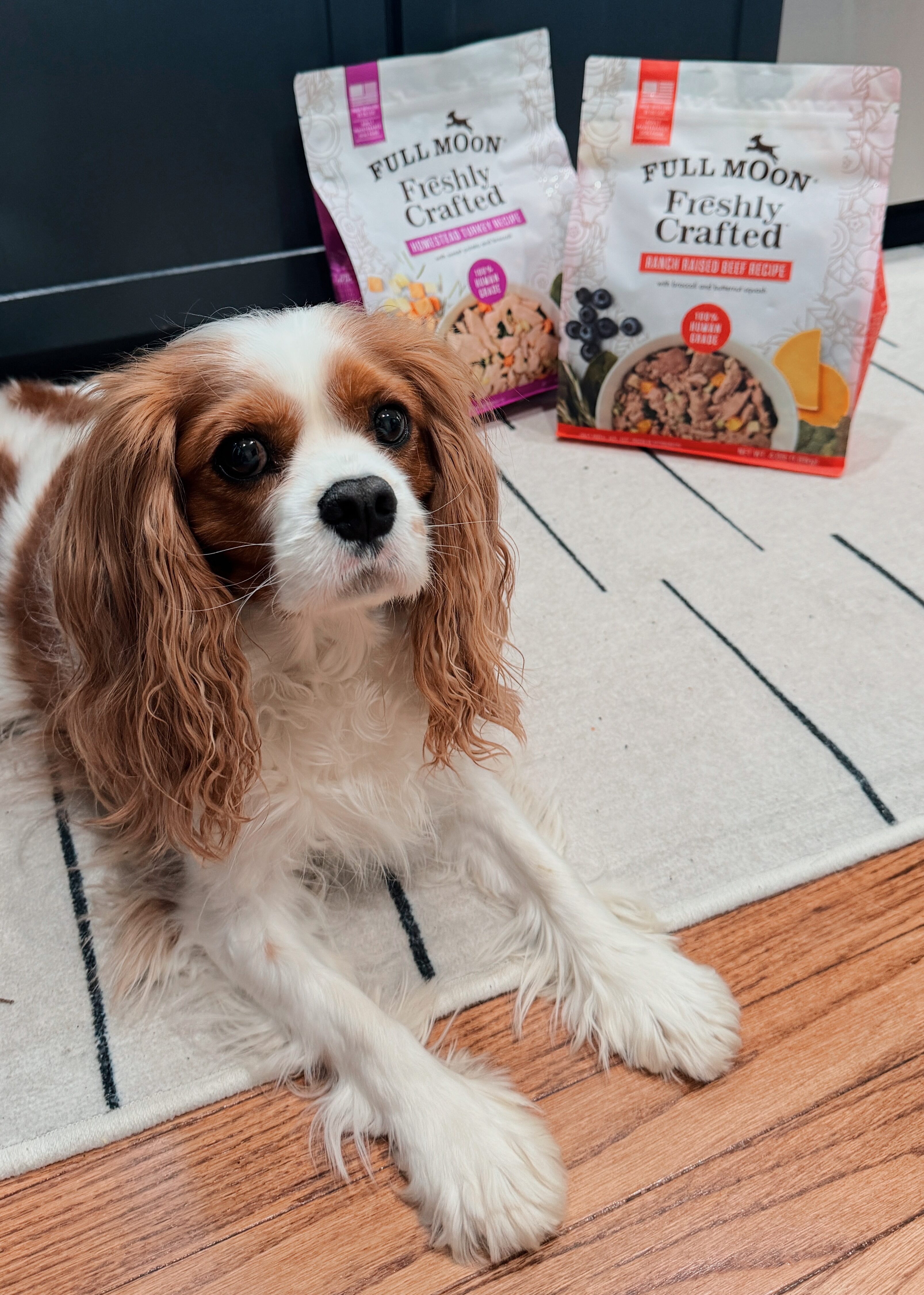 4 Things I Noticed Since I Started Spending $30 On Dog Food
