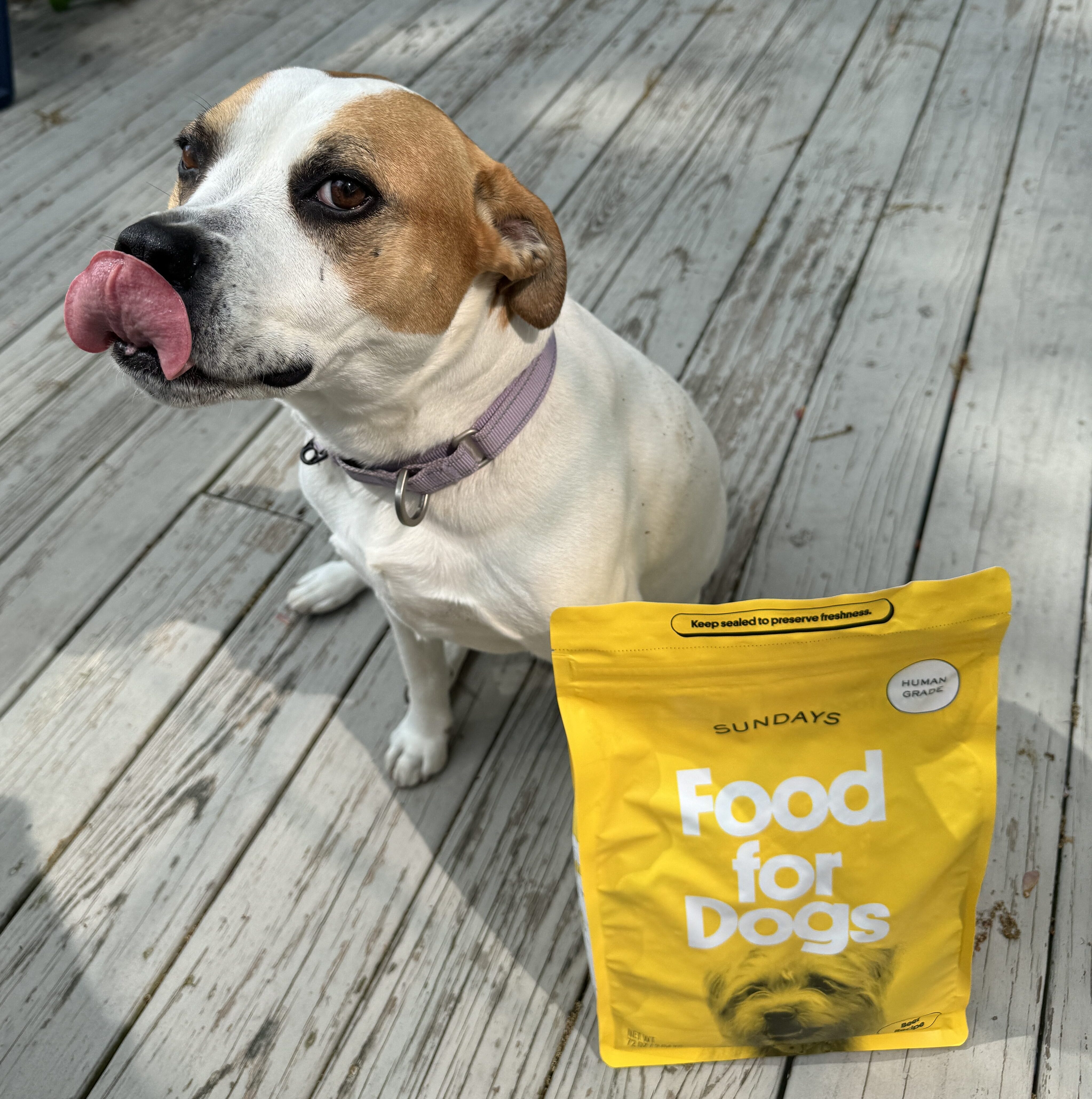 We Feed Our Dogs Sundays… Of Course They’re Happier Than Ever!
