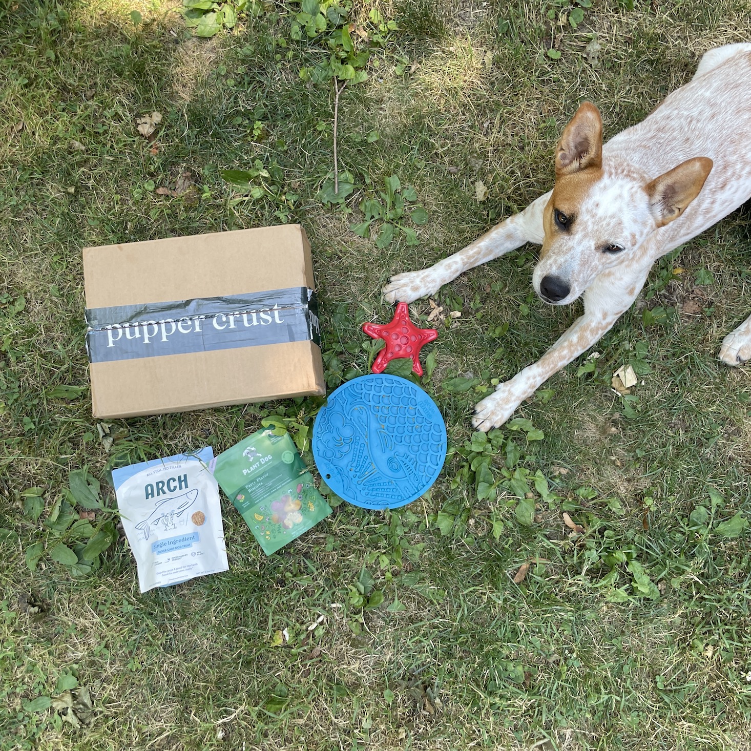 First Impressions: pupper crust Dog Subscription Review, July 2024